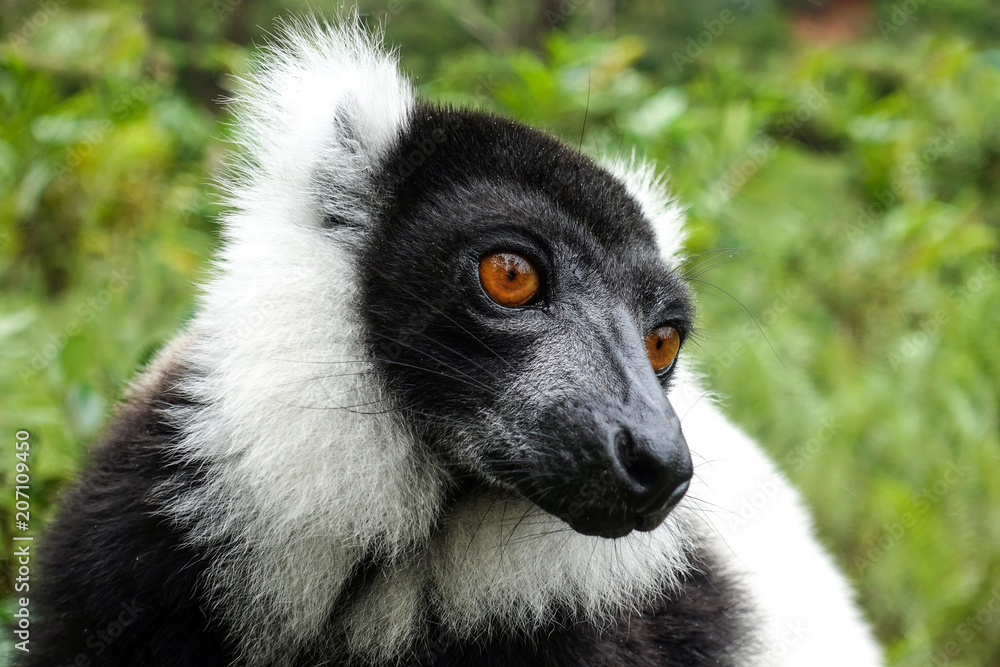 Obraz premium Ruffled Lemur (Varecia Variegata), Madagascar