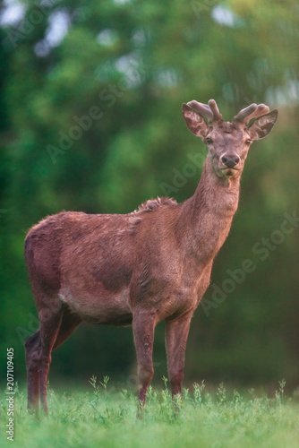 Young red deer stag in spring meadow.