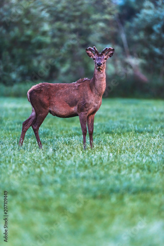 Young red deer buck in spring landscape at dusk.