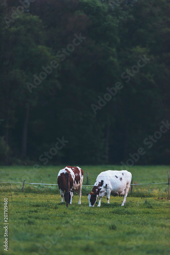 Two cows grazing in spring meadow at dusk.