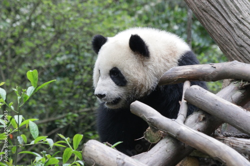 Fototapeta Naklejka Na Ścianę i Meble -  Close up Cute Little Baby Panda Exploring the Playground, China