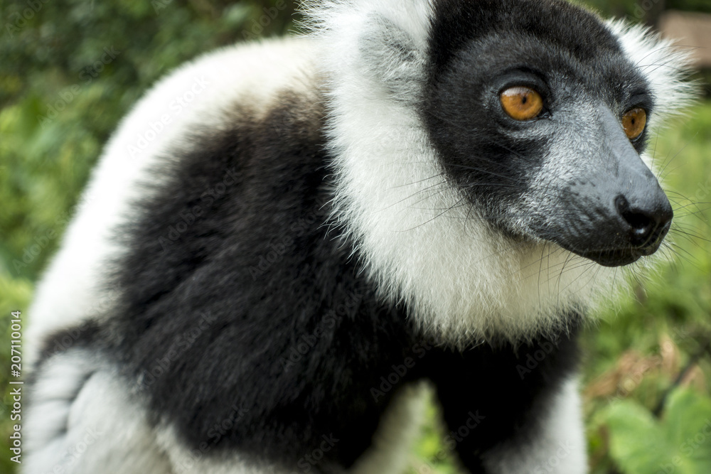Fototapeta premium Ruffled Lemur (Varecia Variegata). Eyes, swing.