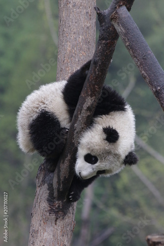 Fototapeta Naklejka Na Ścianę i Meble -  Little Panda Cub on the High tree, Wolong, China