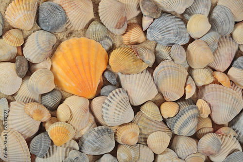 Seashells close-up as background