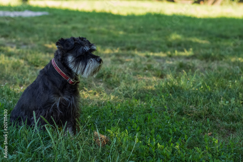 small cute scotch terrier dog portrait outdoor on green grass