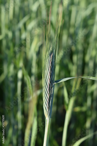 green stalks of wheat close-up, on soft blurred green background