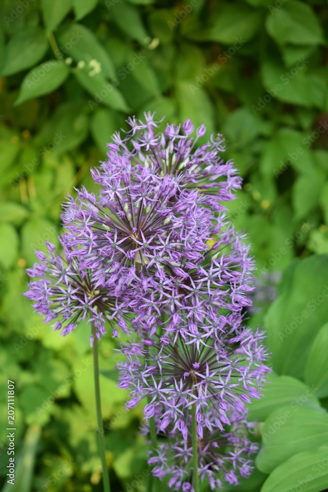 purple flower garden onion close-up on a soft blurred green background purple flower garden onion close-up on a soft blurred green background