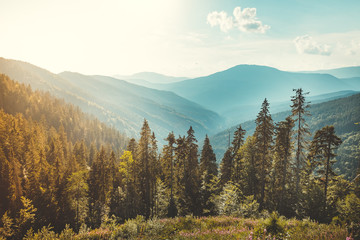 Magnificent panoramic view the coniferous forest on the mighty Carpathians Mountains and beautiful blue sky background. Beauty of wild virgin Ukrainian nature. Peacefulness.