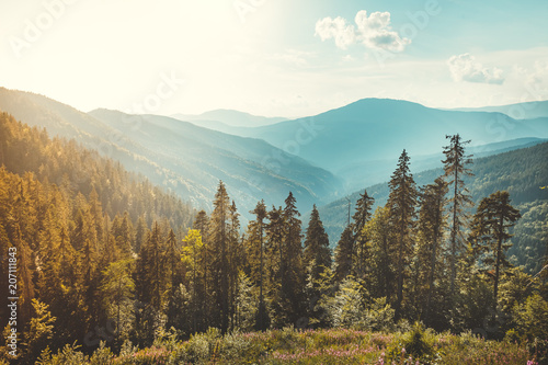 Magnificent panoramic view the coniferous forest on the mighty Carpathians Mountains and beautiful blue sky background. Beauty of wild virgin Ukrainian nature. Peacefulness. © Goinyk