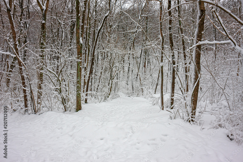 Forest path with snow in a winter landscape Forest path with snow in a winter landscape