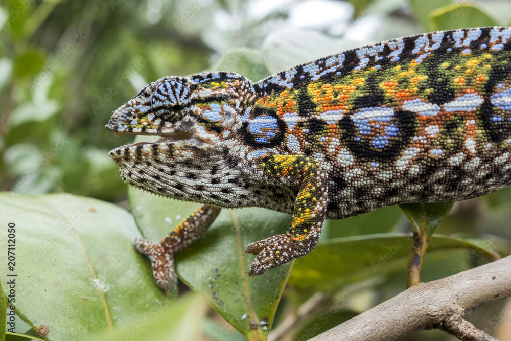 Panther chameleon, endemic reptile of Madagascar Panther chameleon, endemic reptile of Madagascar