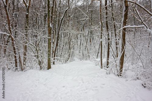 Forest path with snow in a winter landscape © serghi8