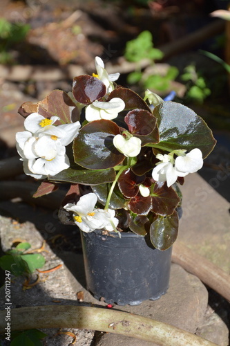 Fototapeta Naklejka Na Ścianę i Meble -  Nice flowers in the garden in midsummer, in a sunny day. Green landscape. Lavender, Lilies, Orchids, Peonies, Poppies, Roses, Sunflowers