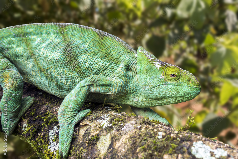 Fototapeta premium Malagasy Giant Chameleon / Furcifer oustaleti, Madagascar
