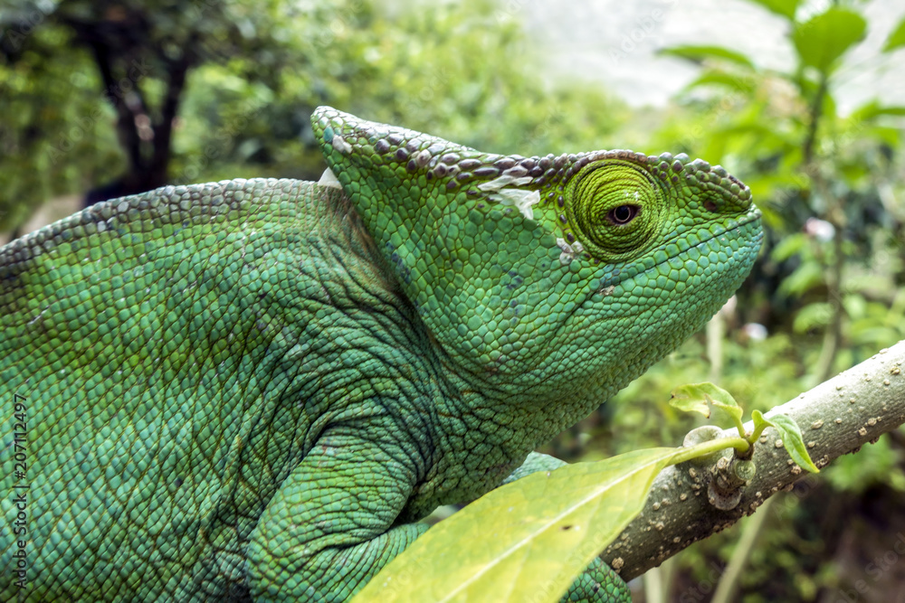 Malagasy Giant Chameleon / Furcifer oustaleti, Madagascar