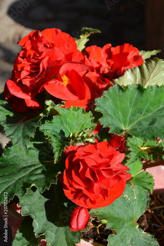 Fototapeta Naklejka Na Ścianę i Meble -  Nice flowers in the garden in midsummer, in a sunny day. Green landscape. Dandelions, Geranium, Iris, Lavender, Lilies, Orchids, Peonies