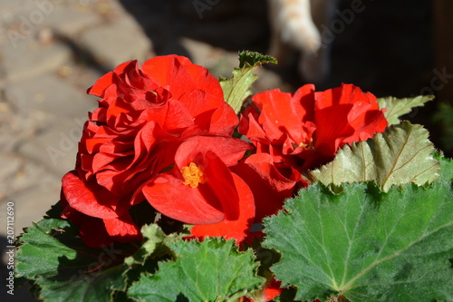 Fototapeta Naklejka Na Ścianę i Meble -  Nice flowers in the garden in midsummer, in a sunny day. Green landscape. Dandelions, Geranium, Iris, Lavender, Lilies, Orchids, Peonies