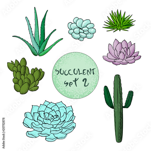 Succulent cactus collection. agave, Carnegiea, aloe, gastraea, haworthia, Saguaro, Echinopsis, San Pedro, Cereus