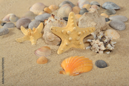 Starfishes and seashells close-up on a sand