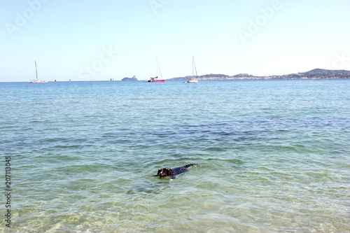 Hund am Strand