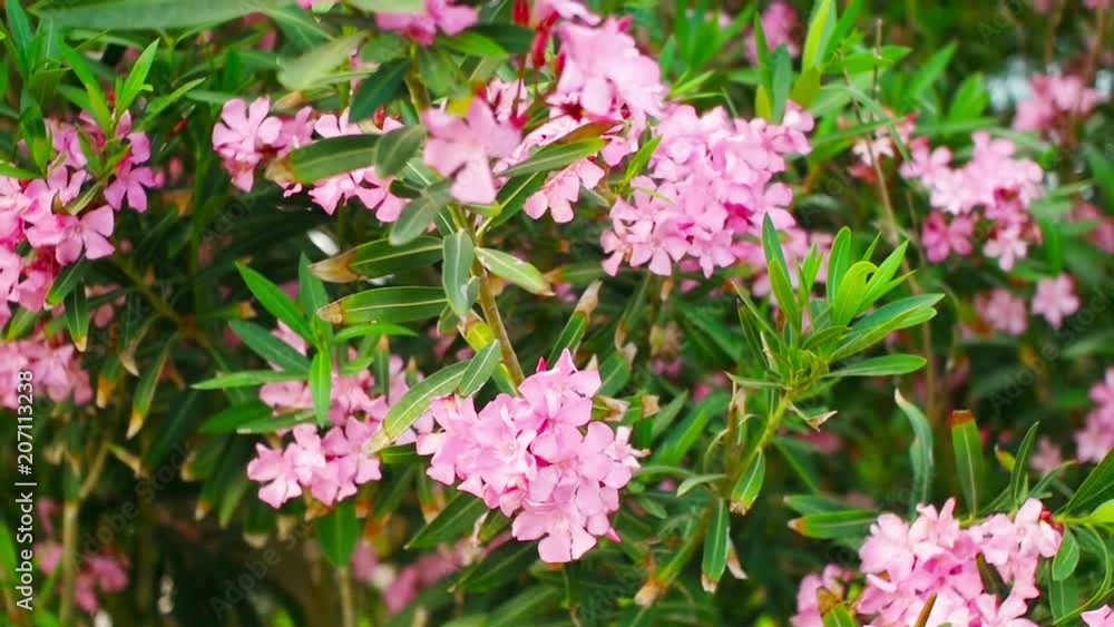a beautiful flowers a beautiful flowers