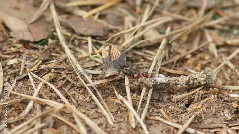 the ant is pulling a large cargo the ant is pulling a large cargo
