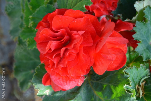 Fototapeta Naklejka Na Ścianę i Meble -  Nice flowers in the garden in midsummer, in a sunny day. Green landscape. Daffodils, Narcissus, Dahlias, Daisies, Dandelions, Geranium