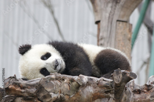 Fototapeta Naklejka Na Ścianę i Meble -  Sleeping Little Panda, China