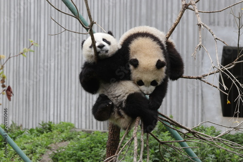 Fototapeta Naklejka Na Ścianę i Meble -  Two Fluffy Pandas are on the same Branch ,China