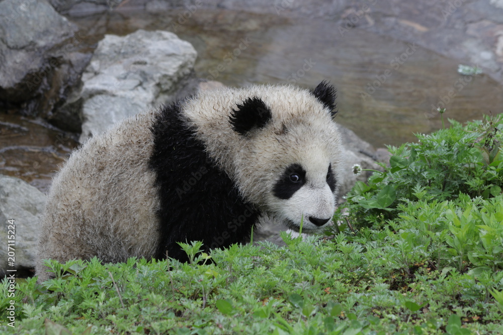 Playful Little Panda on the Green Yard, China