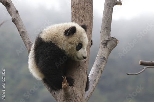 Fototapeta Naklejka Na Ścianę i Meble -  Little Panda on the Tree
