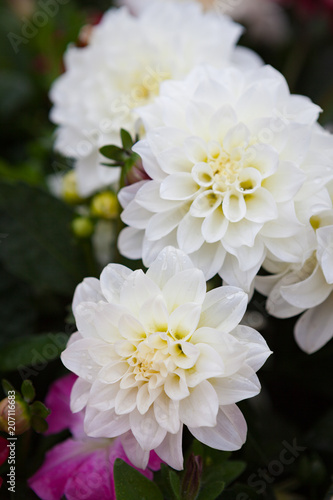 Fototapeta Naklejka Na Ścianę i Meble -  Beautiful dahlia flowers at garden