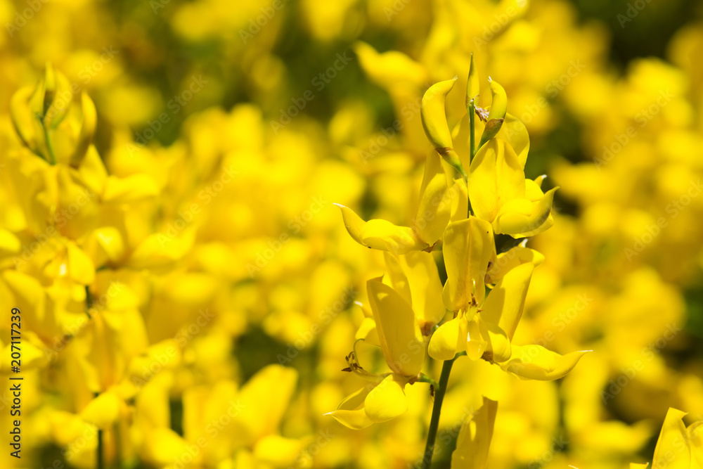 Gelbe Blüten des Pfriemenginsters Gelbe Blüten des Pfriemenginsters