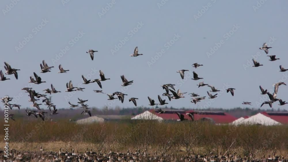 Wild geese fly up from the field - photo hunting birds with a large zoom. Seasonal Migration of a flock of birds. Wild geese fly up from the field - photo hunting birds with a large zoom. Seasonal Migration of a flock of birds.
