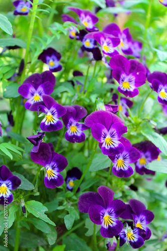 Beautiful purple flowers on the flower bed