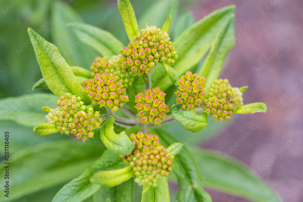 close up of the developing buds on an orange butterfly bush