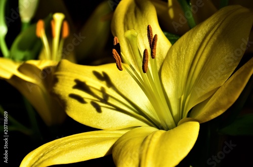 Yellow lily photo