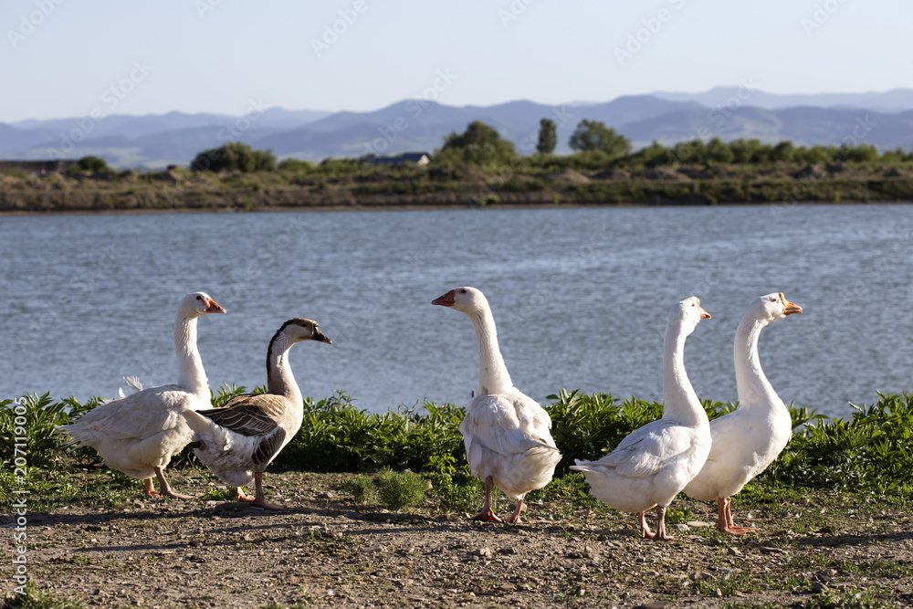 A bunch of geese near a lake at the sunset in Romania A bunch of geese near a lake at the sunset in Romania