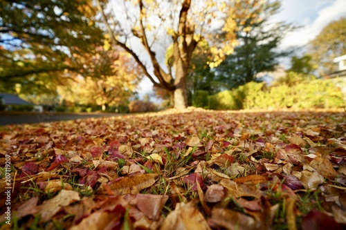 autumn, leaves, fall,