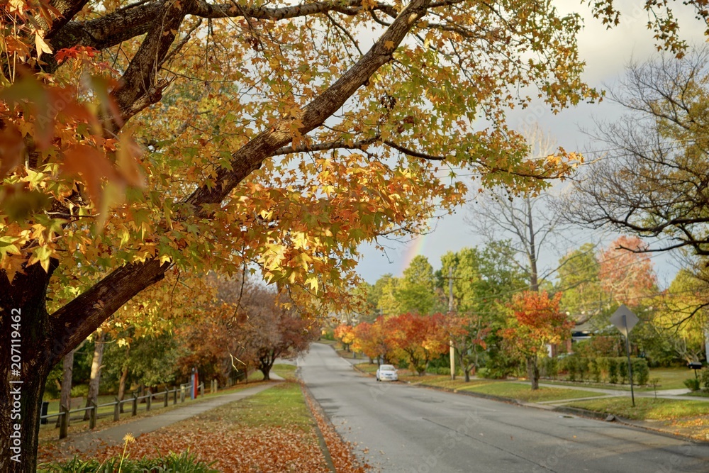 Naklejka premium autumn, leaves, fall,