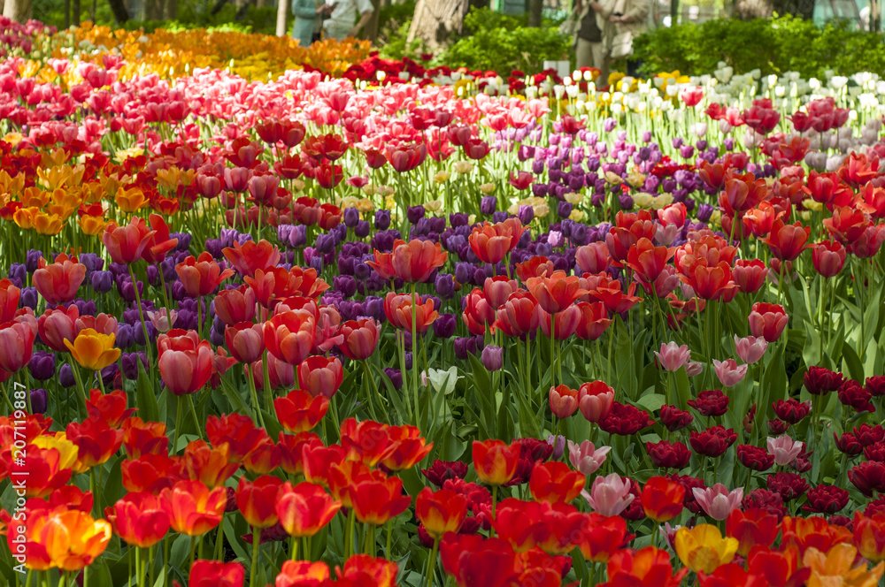 Colorful tulips in a park during tulip festival in Saint Petersburg