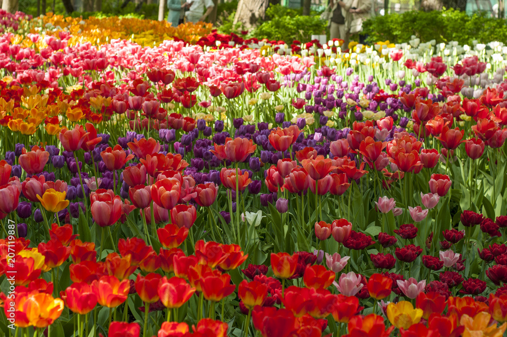 Colorful tulips in a park during tulip festival in Saint Petersburg Colorful tulips in a park during tulip festival in Saint Petersburg