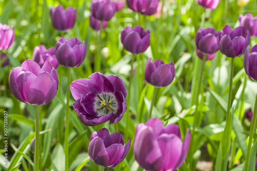 Colorful tulips in a park during tulip festival in Saint Petersburg Colorful tulips in a park during tulip festival in Saint Petersburg