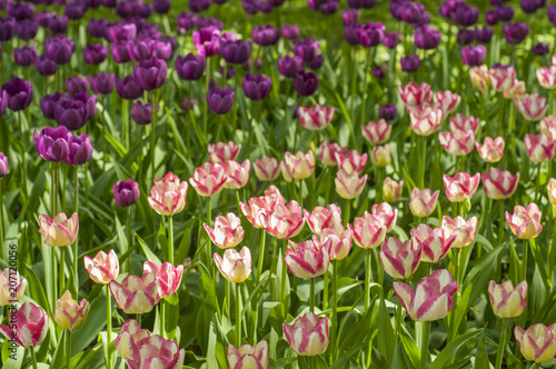 Colorful tulips in a park during tulip festival in Saint Petersburg