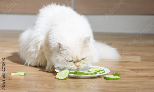 The vegetarian cat is eating the vegetable slices from a plate. The animal vegan is feeding the fresh raw cucumbers. The concept about healthy and dietary food. It is the white pet in a kitchen. photo