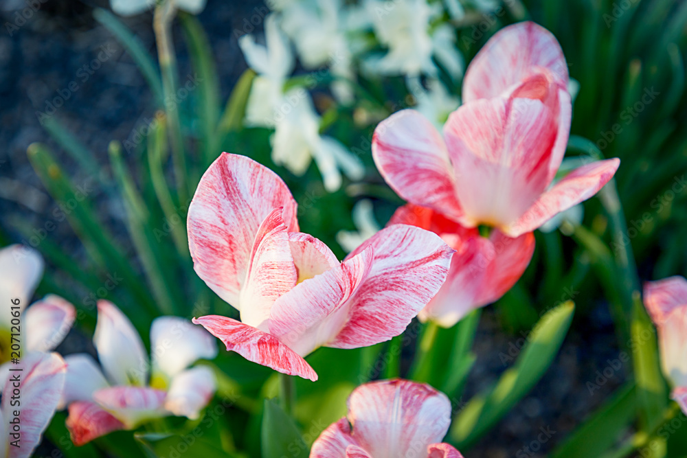 Fototapeta premium Beautiful pink spring tulips on a green background