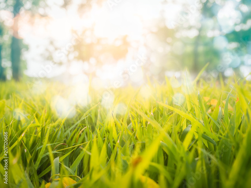 The beauty of the grass at sunlight in the evening. Background blur and bokeh.