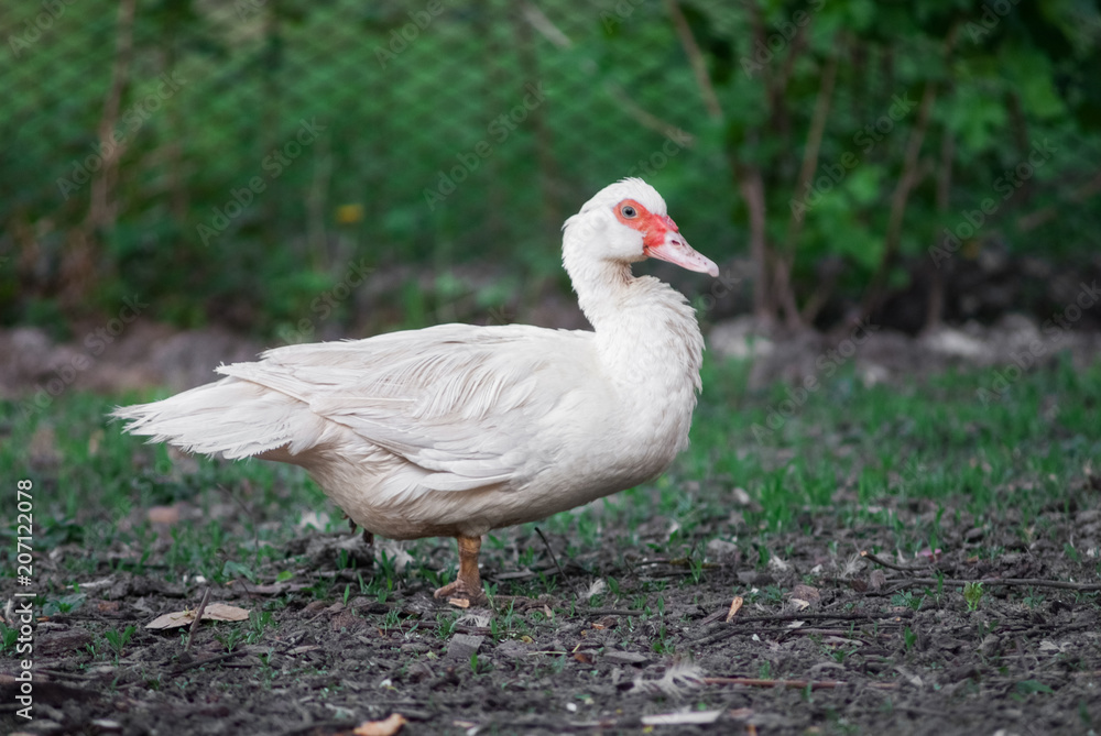 duck in a row. white duck on the wild grass duck in a row. white duck on the wild grass