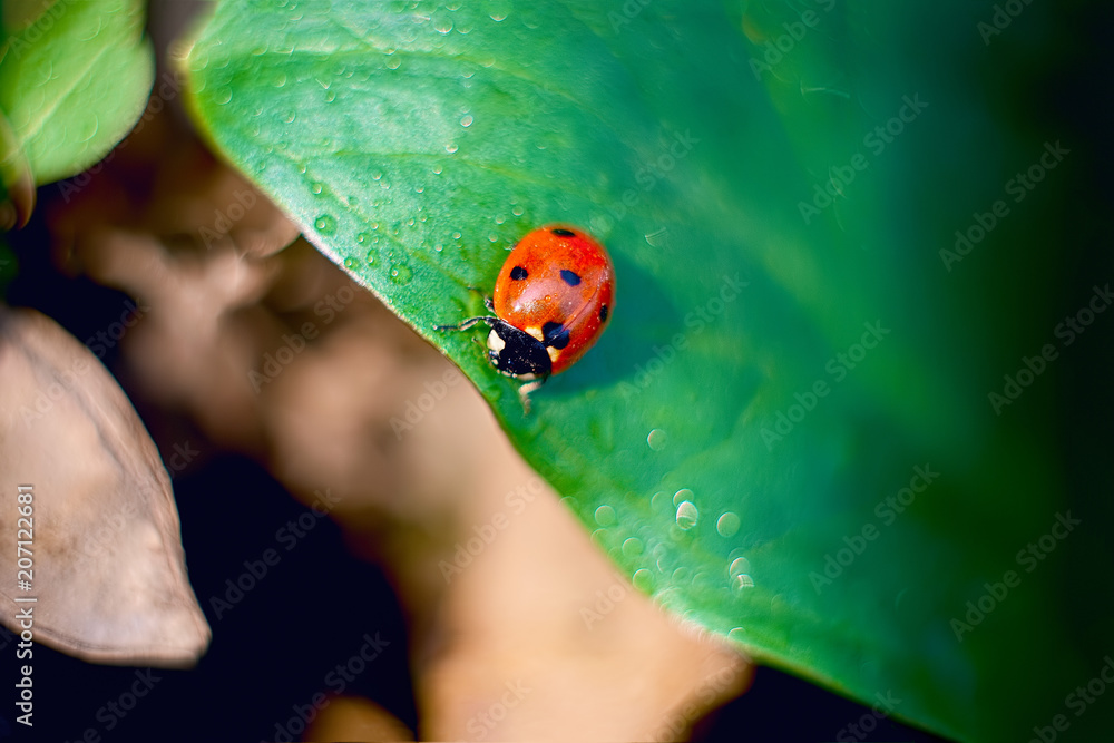 Fototapeta premium ladybug