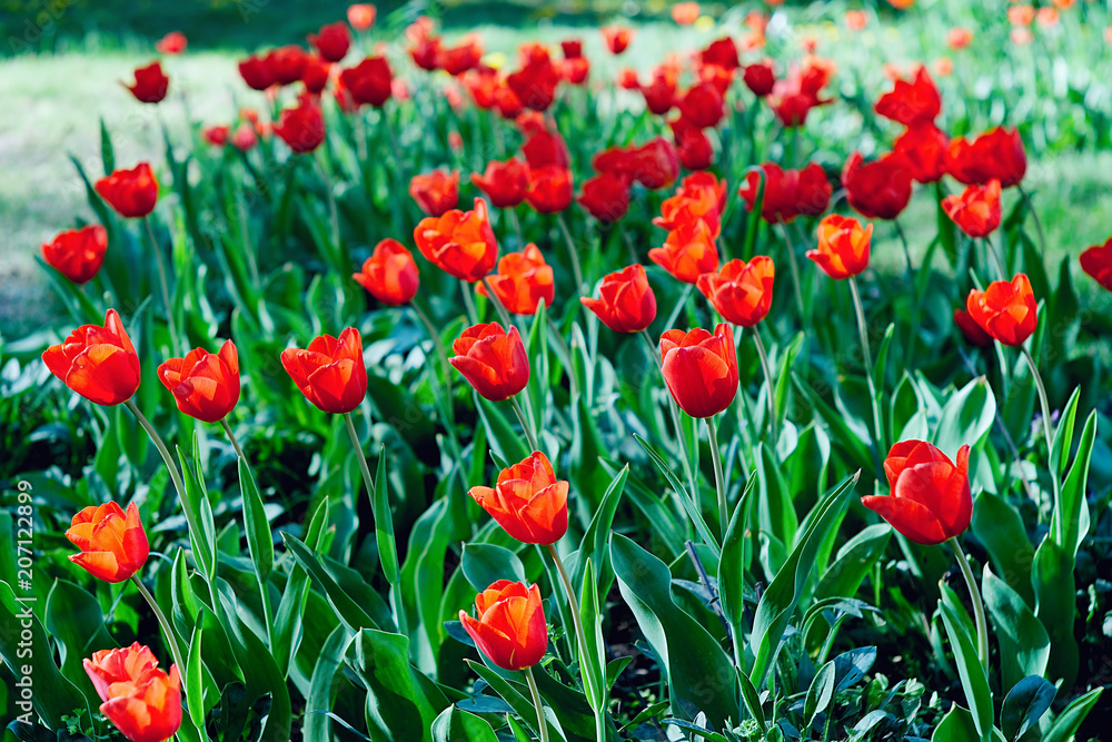 Fototapeta premium tulip red